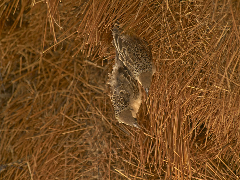 Okaukuejo, Weaver Bird